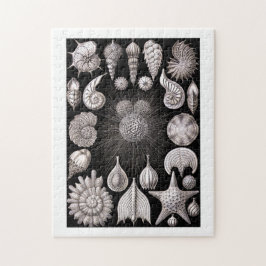 Ernst Haeckel Thalamophora I Legpuzzel