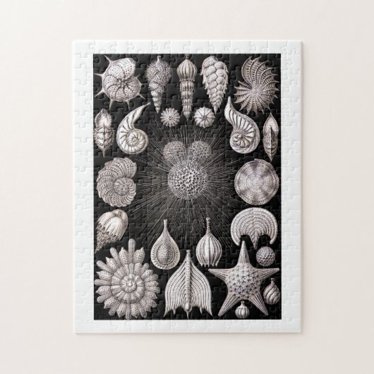 Ernst Haeckel Thalamophora I Legpuzzel (Verticaal)