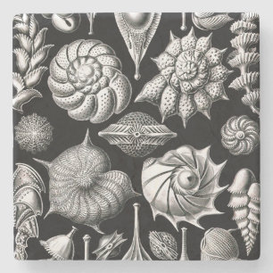 Ernst Haeckel Thalamophora II Stenen Onderzetter