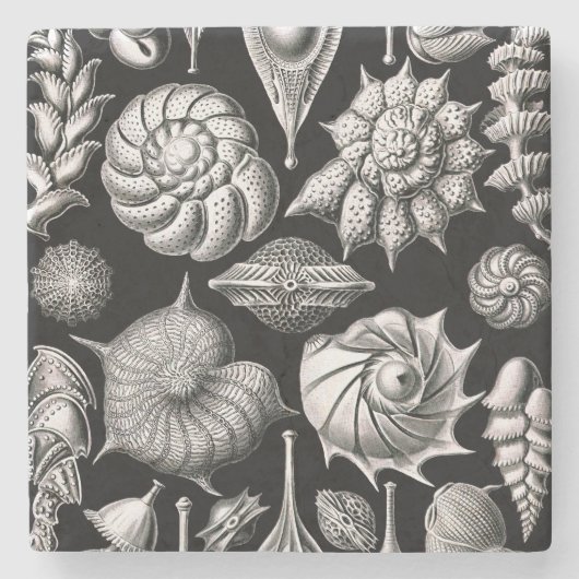 Ernst Haeckel Thalamophora II Stenen Onderzetter (Voorkant)