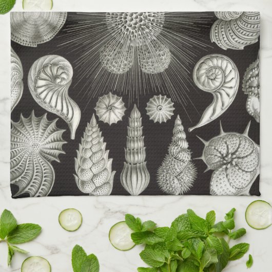 Ernst Haeckel Thalamphora Shells Tea Towel Theedoek (Gevouwen)