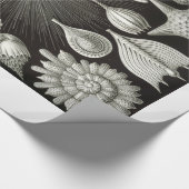 Ernst Haeckel Thalamphora Shells Wrapping Paper Cadeaupapier (Hoek)