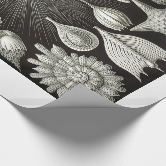 Ernst Haeckel Thalamphora Shells Wrapping Paper Cadeaupapier (Hoek)