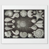 Ernst Haeckel Thalamphora Shells Wrapping Paper Cadeaupapier (Vlak)