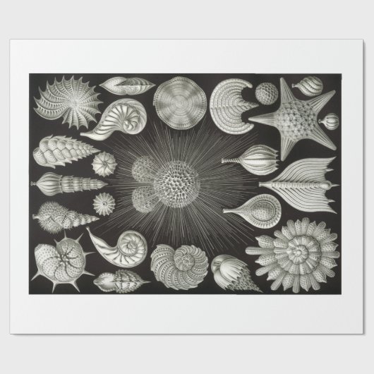 Ernst Haeckel Thalamphora Shells Wrapping Paper Cadeaupapier (Vlak)