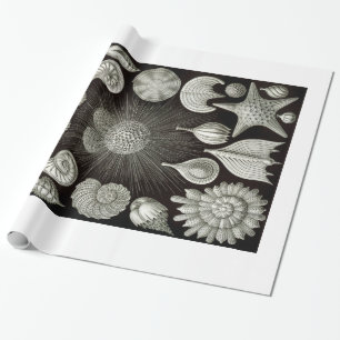 Ernst Haeckel Thalamphora Shells Wrapping Paper Cadeaupapier