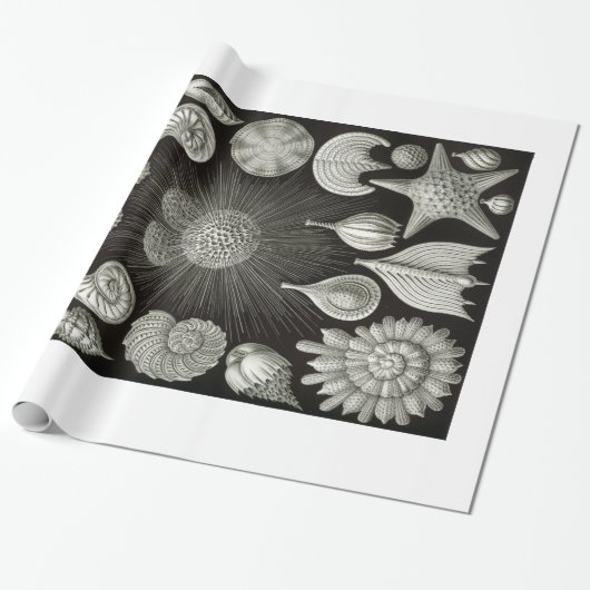 Ernst Haeckel Thalamphora Shells Wrapping Paper Cadeaupapier (Uitgerold)