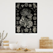 Ernst Haeckel Thuroidea Zee Cucumbers Poster (Keuken)