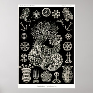 Ernst Haeckel Thuroidea Zee Cucumbers Poster