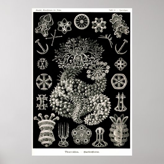Ernst Haeckel Thuroidea Zee Cucumbers Poster (Voorkant)