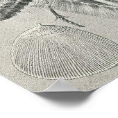 Ernst Haeckel - Tineida Poster (Hoek)