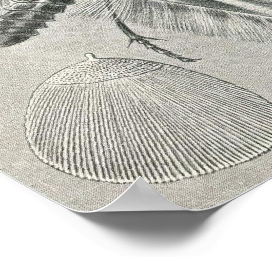 Ernst Haeckel - Tineida Poster (Hoek)