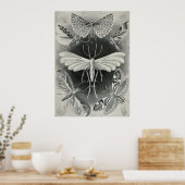 Ernst Haeckel - Tineida Poster (Keuken)
