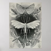 Ernst Haeckel - Tineida Poster (Voorkant)