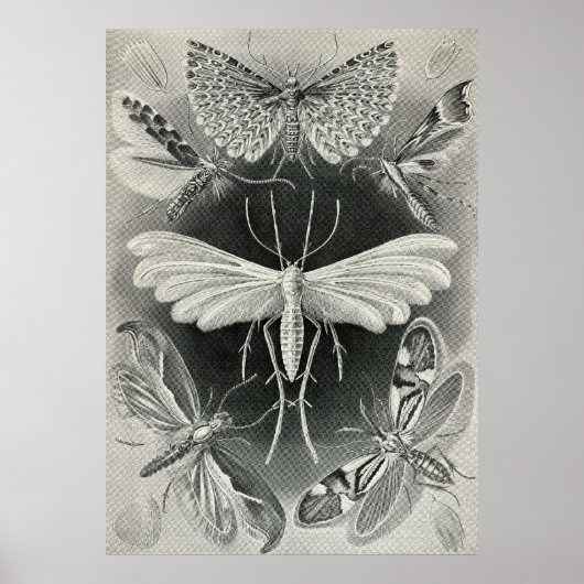 Ernst Haeckel - Tineida Poster (Voorkant)