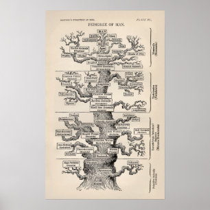 Ernst Haeckel Tree of Life Pedigree of Man Evoluti Poster