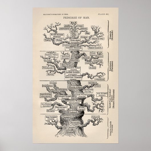 Ernst Haeckel Tree of Life Pedigree of Man Evoluti Poster (Voorkant)