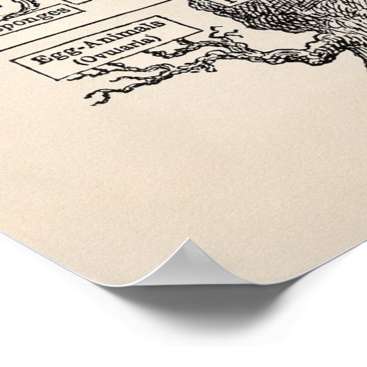 Ernst Haeckel Tree of Life Pedigree of Man Evoluti Poster (Hoek)