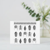 Ernst Haeckel Trilobite Pattern - groot Briefkaart (Staand voorkant)