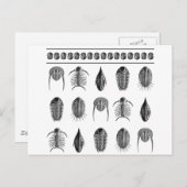 Ernst Haeckel Trilobite Pattern - groot Briefkaart (Voorkant / Achterkant)
