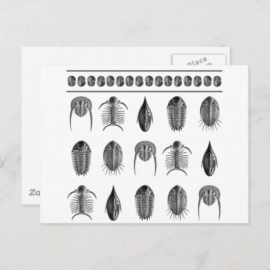 Ernst Haeckel Trilobite Pattern - groot Briefkaart (Voorkant / Achterkant)