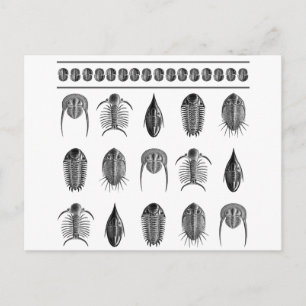 Ernst Haeckel Trilobite Pattern - groot Briefkaart