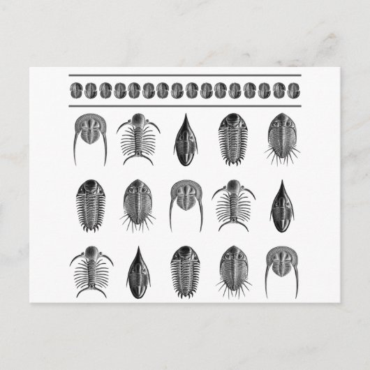 Ernst Haeckel Trilobite Pattern - groot Briefkaart (Voorkant)