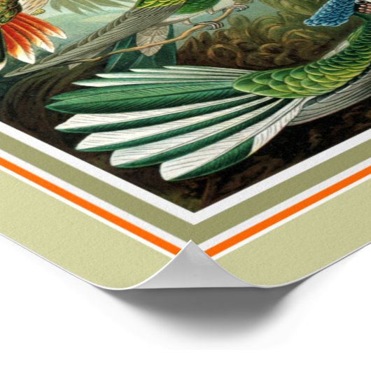 Ernst Haeckel "Trochilidae" 12 x 16 print (Hoek)