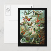Ernst Haeckel Trochilidae Briefkaart (Voorkant / Achterkant)