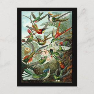 Ernst Haeckel Trochilidae Briefkaart