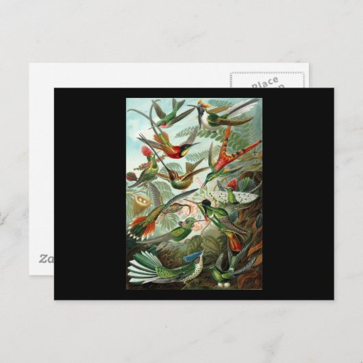 Ernst Haeckel Trochilidae Briefkaart (Voorkant / Achterkant)
