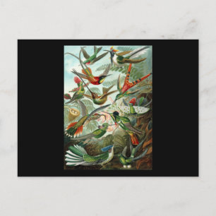 Ernst Haeckel Trochilidae Briefkaart