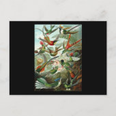 Ernst Haeckel Trochilidae Briefkaart (Voorkant)