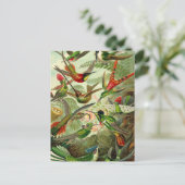 Ernst Haeckel Trochilidae Hummingbird Briefkaart (Staand voorkant)