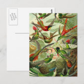 Ernst Haeckel Trochilidae Hummingbird Briefkaart (Voorkant / Achterkant)