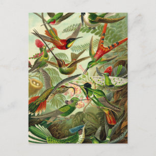 Ernst Haeckel Trochilidae Hummingbird Briefkaart
