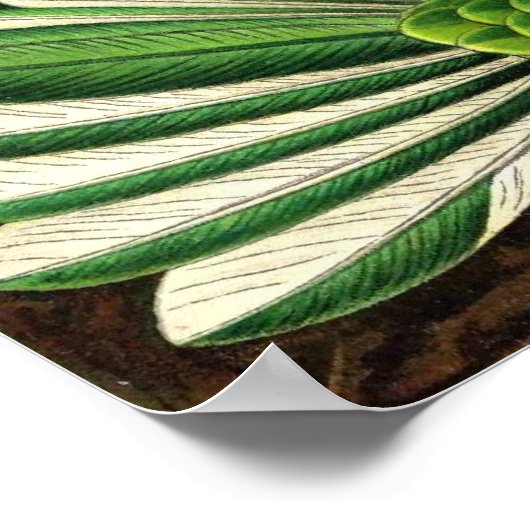 Ernst Haeckel - Trochilidae Hummingbird Poster (Hoek)