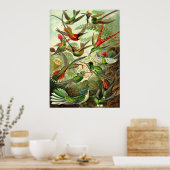 Ernst Haeckel - Trochilidae Hummingbird Poster (Keuken)