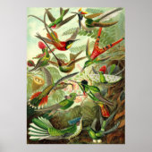 Ernst Haeckel - Trochilidae Hummingbird Poster (Voorkant)