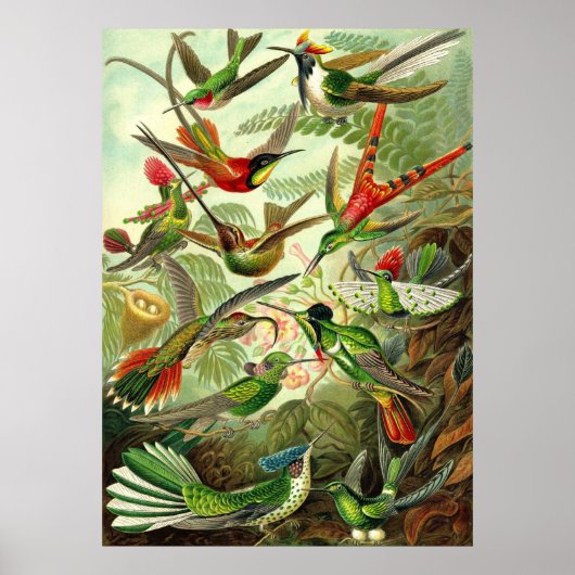 Ernst Haeckel - Trochilidae Hummingbird Poster (Voorkant)
