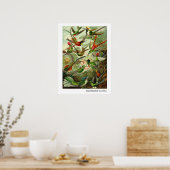 Ernst Haeckel Trochilidae Hummingbird Poster (Keuken)