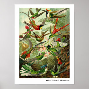 Ernst Haeckel Trochilidae Hummingbird Poster
