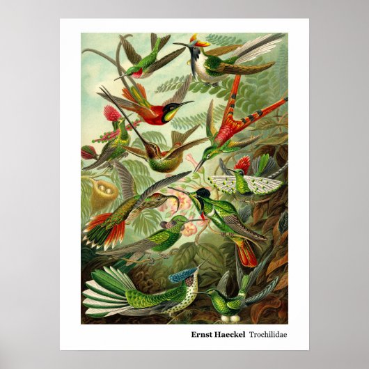 Ernst Haeckel Trochilidae Hummingbird Poster (Voorkant)