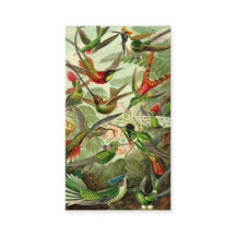 Ernst Haeckel Trochilidae Hummingbird