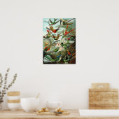 Ernst Haeckel - Trochilidae Poster (Keuken)
