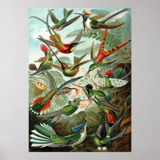 Ernst Haeckel - Trochilidae Poster (Voorkant)