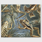 Ernst Haeckel variëteit exotische kikkers:Batrachi Cadeaupapier (Vlak)