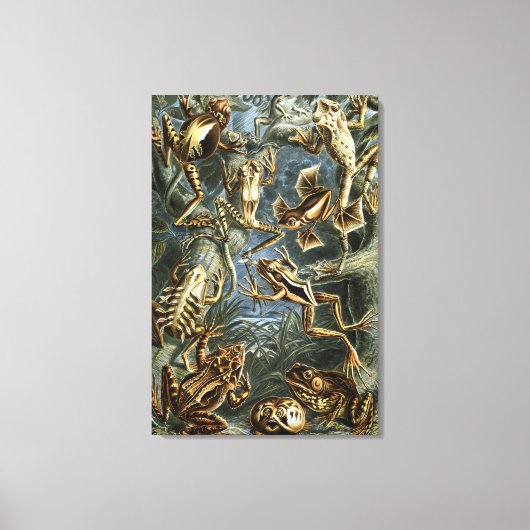 Ernst Haeckel variëteit exotische kikkers:Batrachi Canvas Afdruk (Voorkant)