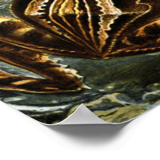 Ernst Haeckel variëteit exotische kikkers:Batrachi Poster (Hoek)