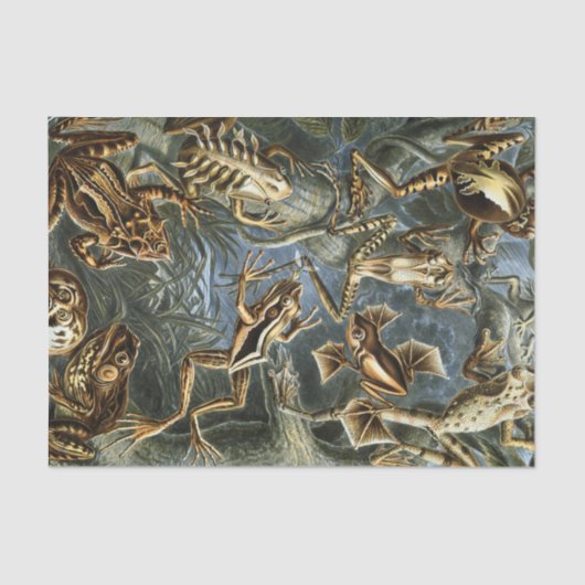 Ernst Haeckel variëteit exotische kikkers:Batrachi Tissuepapier (Voorkant)
